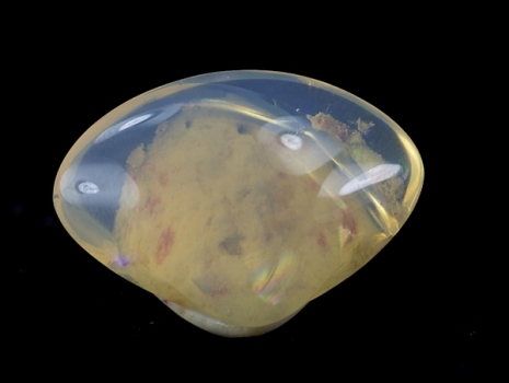 opal clam