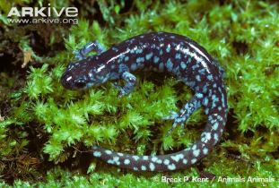 blue-spotted-salamander